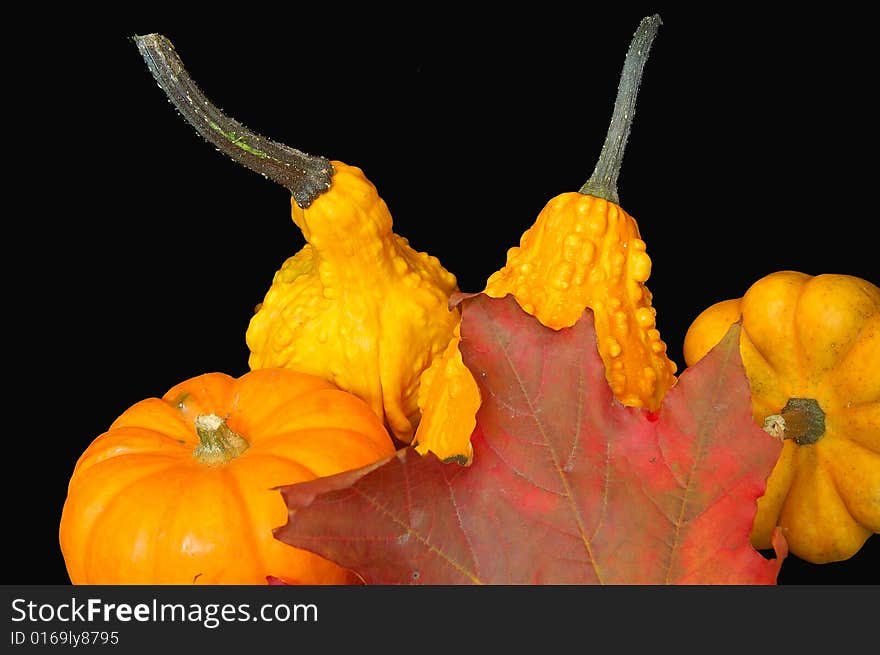 An image of a mini-pumpkins and squash with a Canadian maple leaf with a black backdrop to signify Canadian Thanksgiving in October. An image of a mini-pumpkins and squash with a Canadian maple leaf with a black backdrop to signify Canadian Thanksgiving in October.