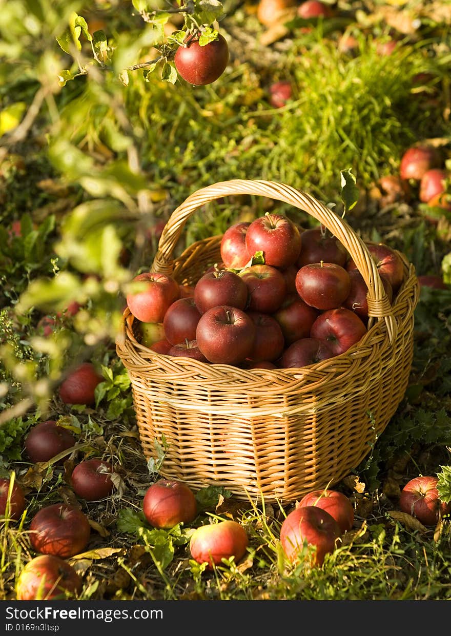 Harvest of the orchard, basket full of red apples under apple tree