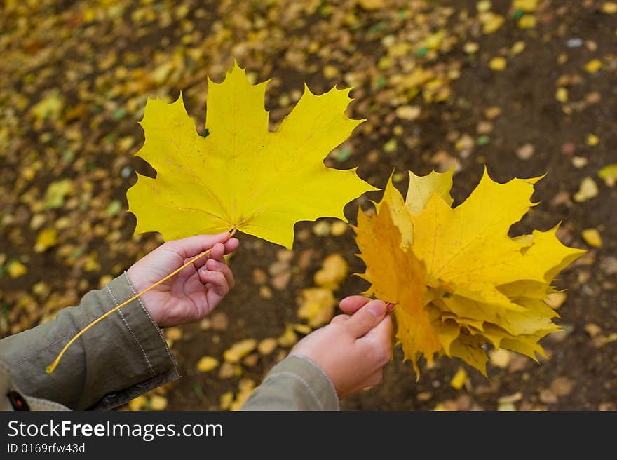 Autumnal yellow leaves at hands. Autumnal yellow leaves at hands