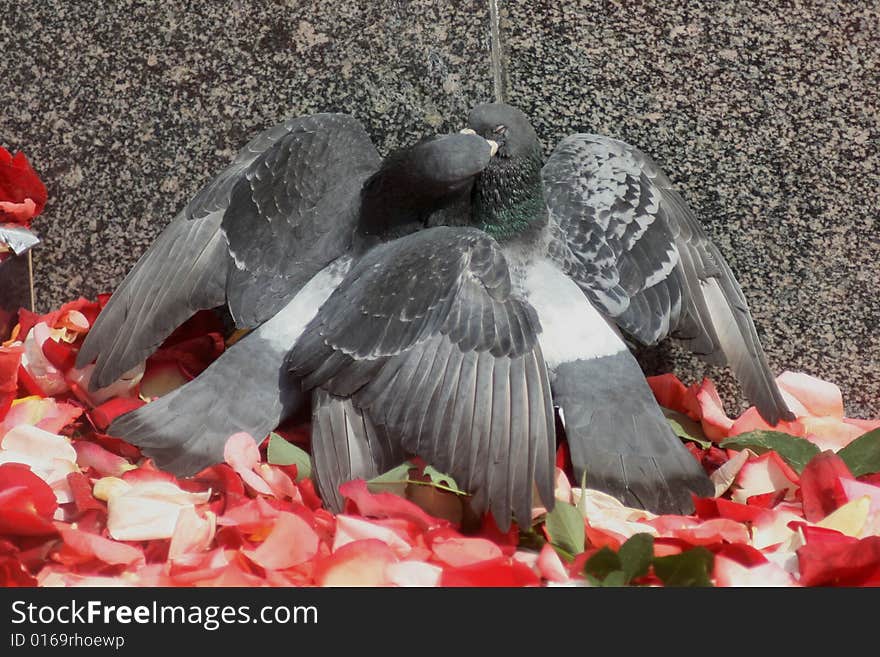 Two doves are kissing on the rose petals.