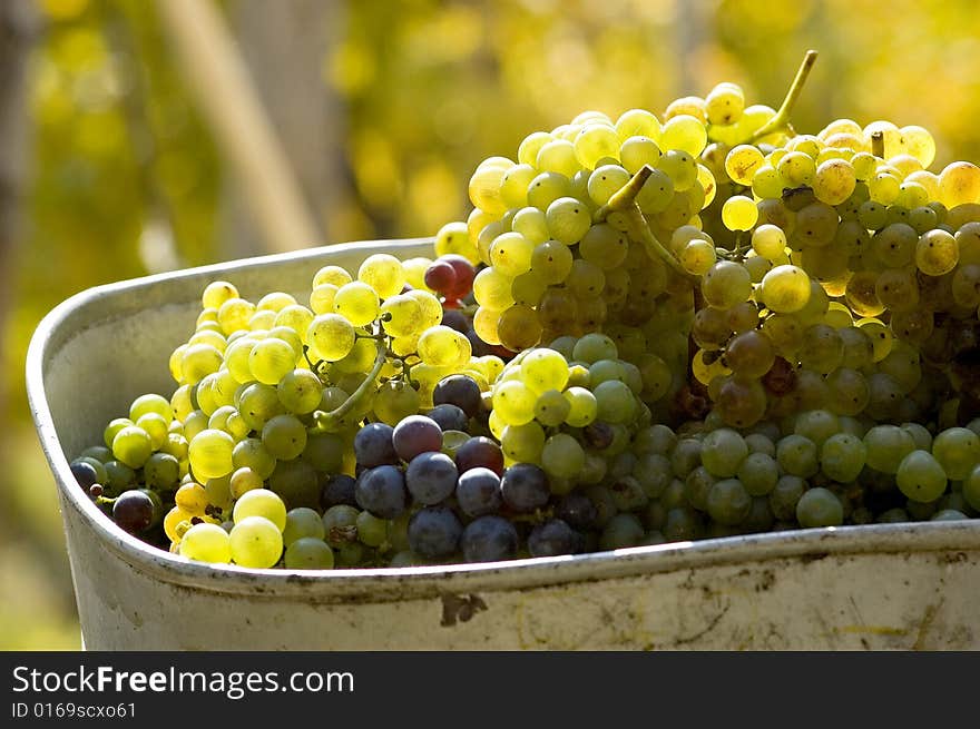 Grapes with bucket