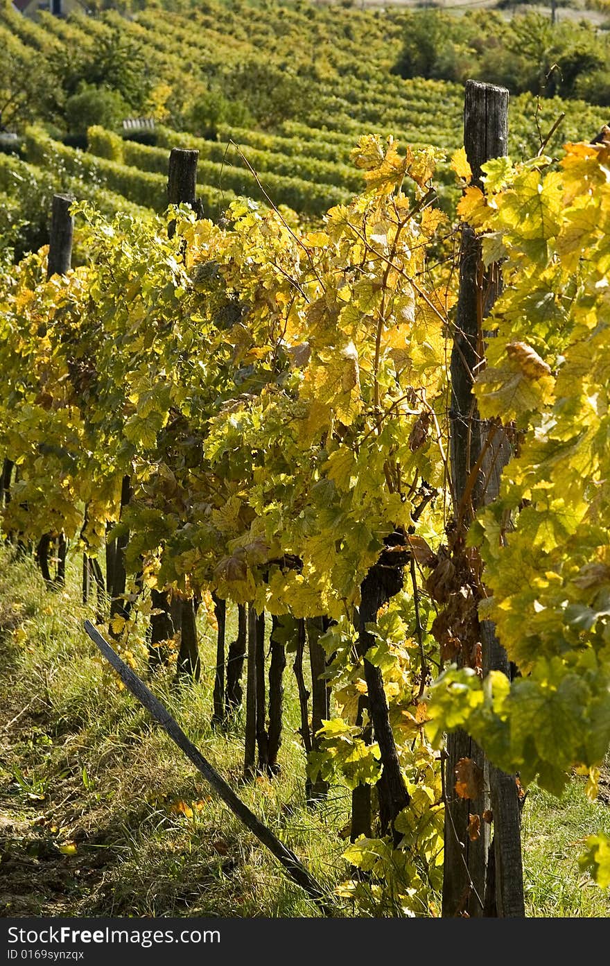 A big vineyard in the afternoon light