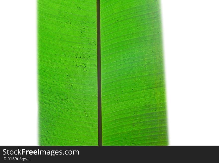 Close-up fresh green leaf. Isolated on white background