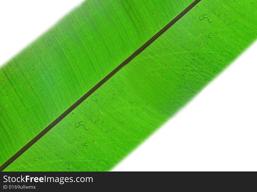 Close-up fresh green leaf. Isolated on white background