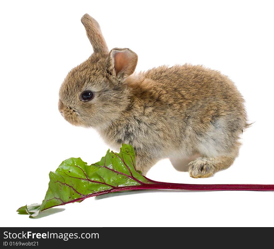 Close-up banny eating, isolated on white