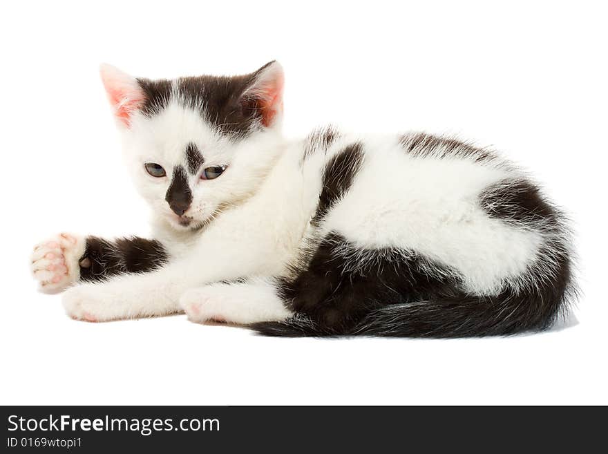 Close-up lying small kitten, isolated on white. Close-up lying small kitten, isolated on white