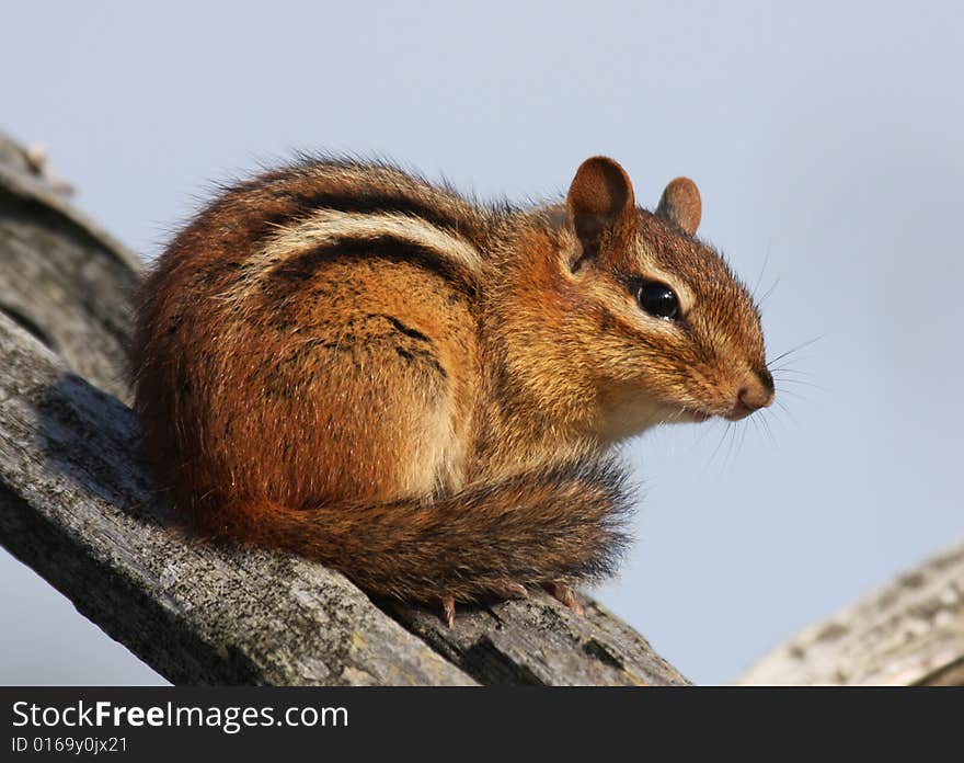 A close up image of a chipmunk sitting on a fence post. A close up image of a chipmunk sitting on a fence post