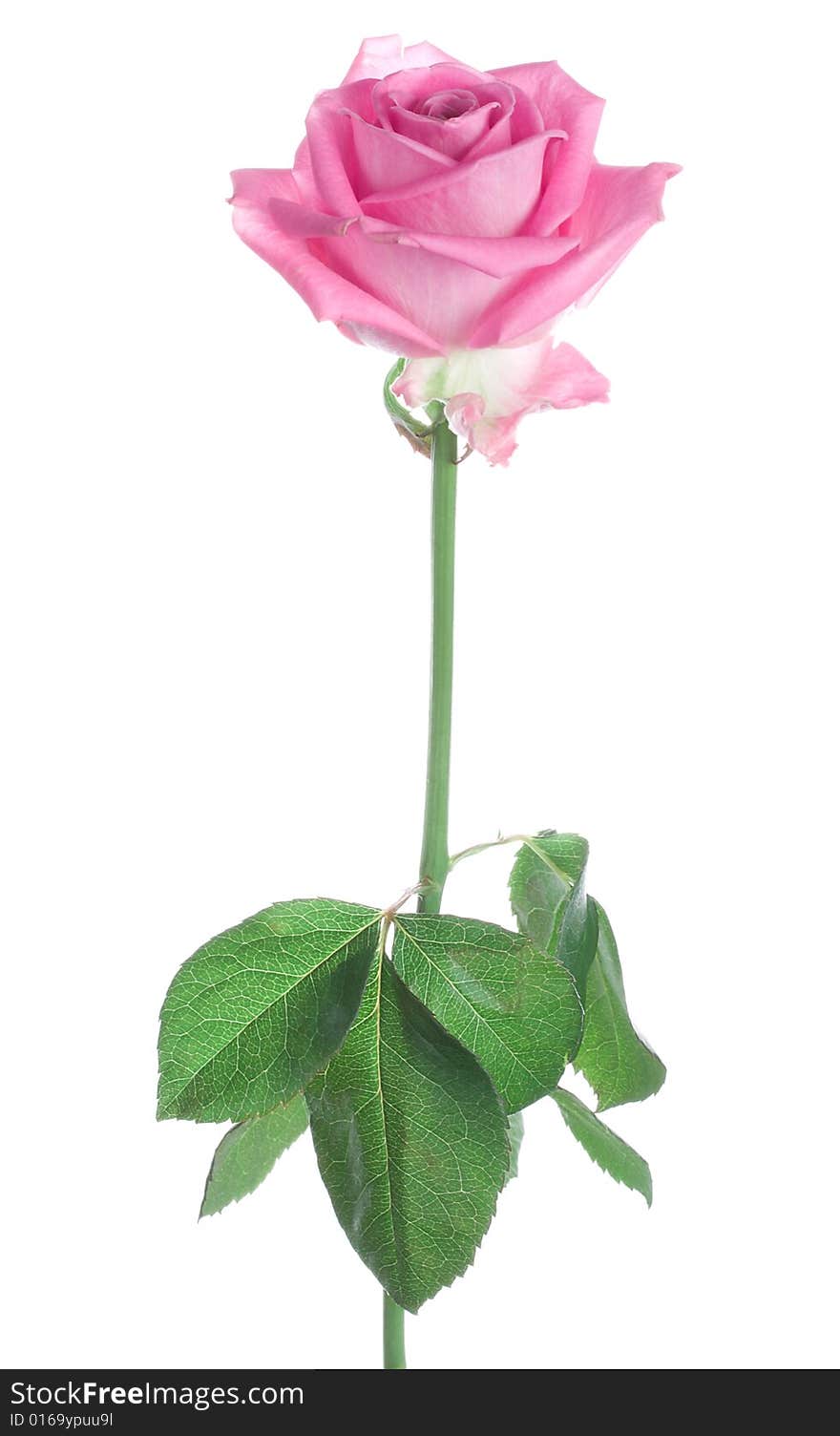 Pink rose isolated