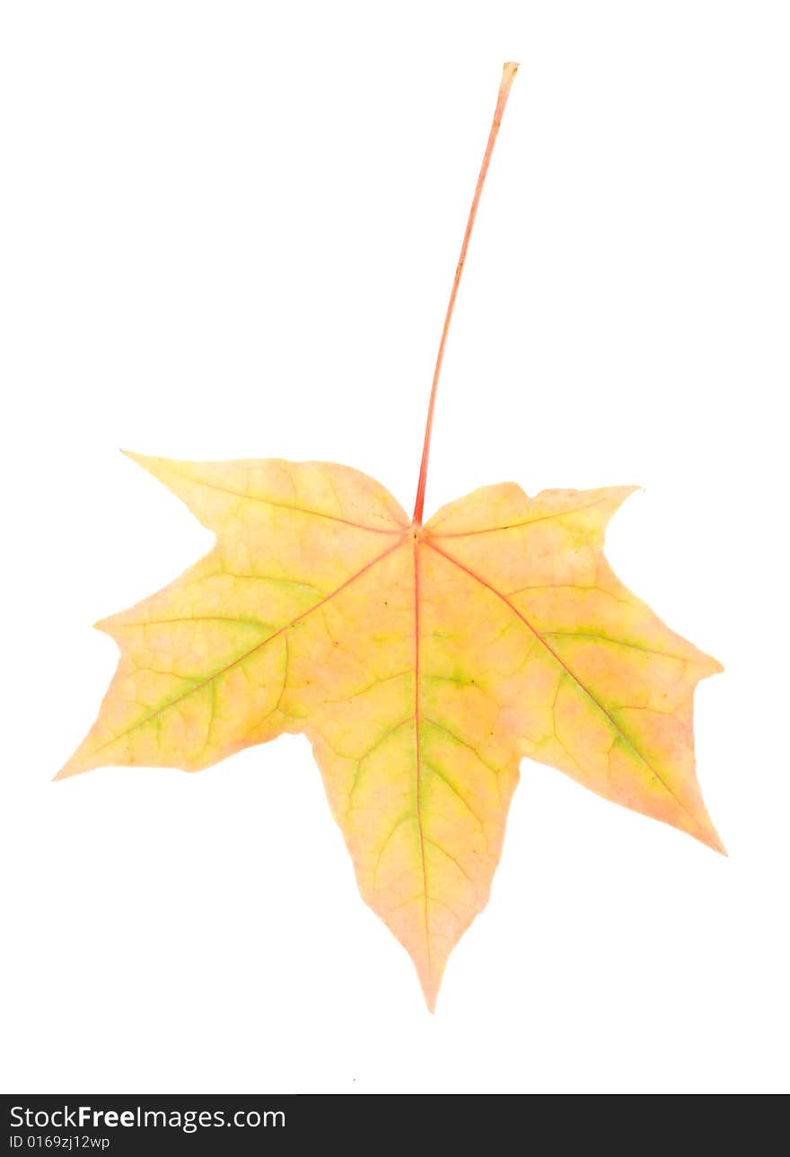 Single yellow maple leaf