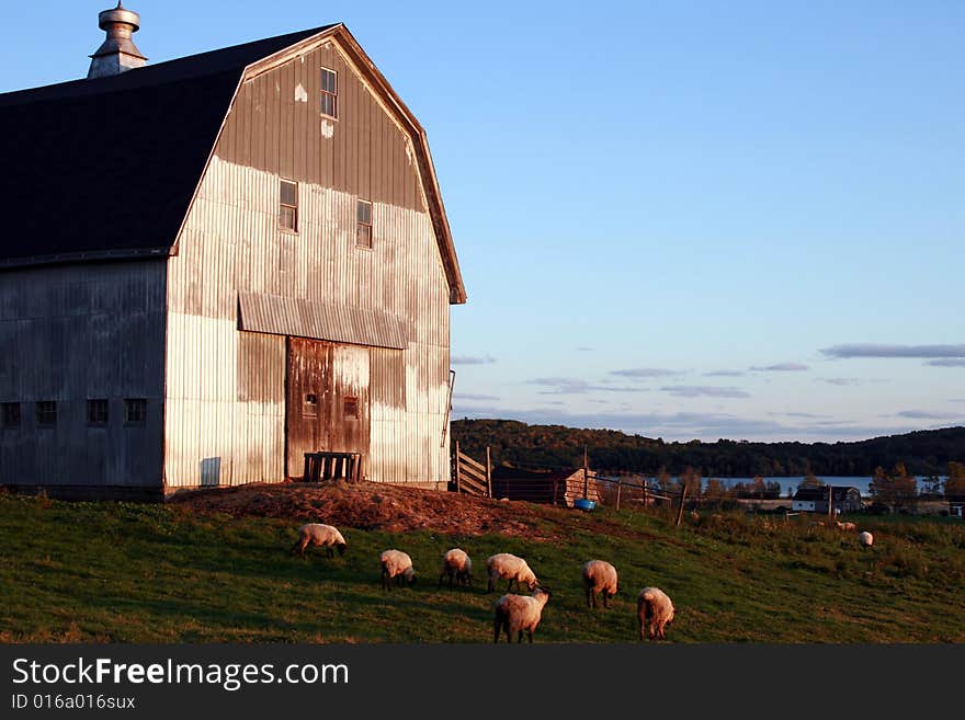 A small flock of sheep grazing in front of antique barn, in late afternoon under a blue sky. A small flock of sheep grazing in front of antique barn, in late afternoon under a blue sky