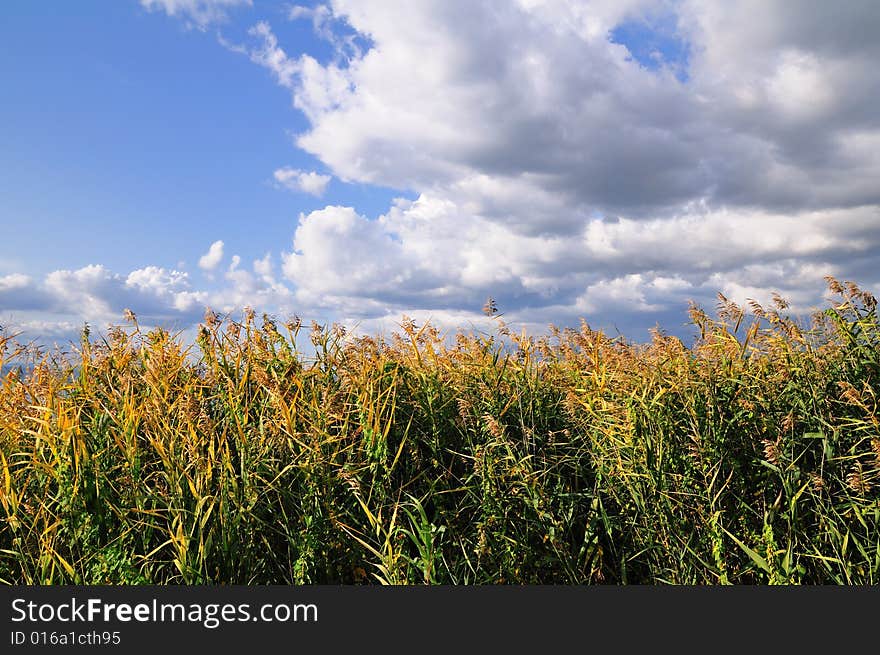 Country scene with partly cloudy sky and lakeside plants