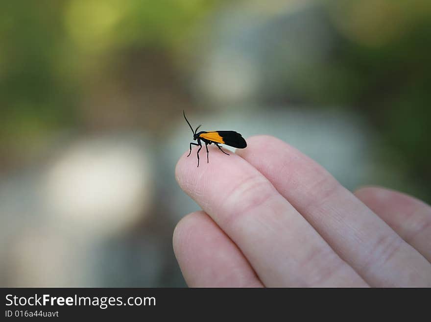 A small insect resting on the palm of someone's hand. A small insect resting on the palm of someone's hand