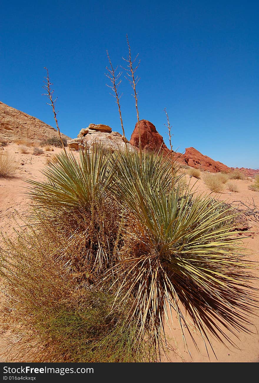 Yuccas in Valley of Fire State Park. Yuccas in Valley of Fire State Park