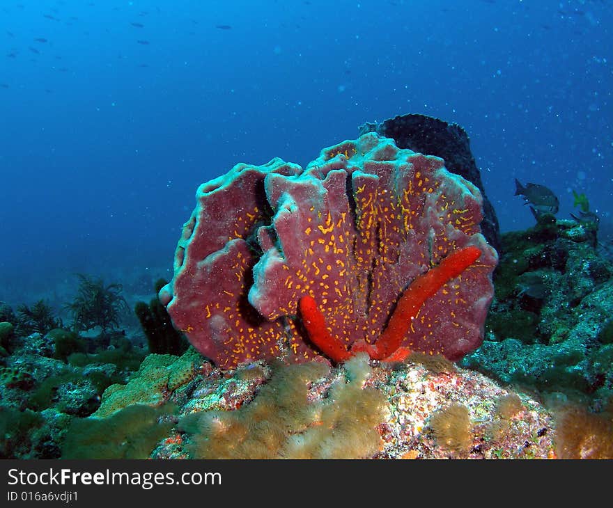 This tube sponge with spots of yellow was taken at Lighthouse Ledge reef in Pompano Beach, Florida.