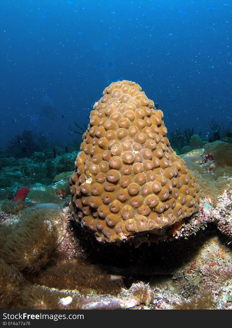 This star coral was taken in about 65 feet of water in Pompano beach, Florida