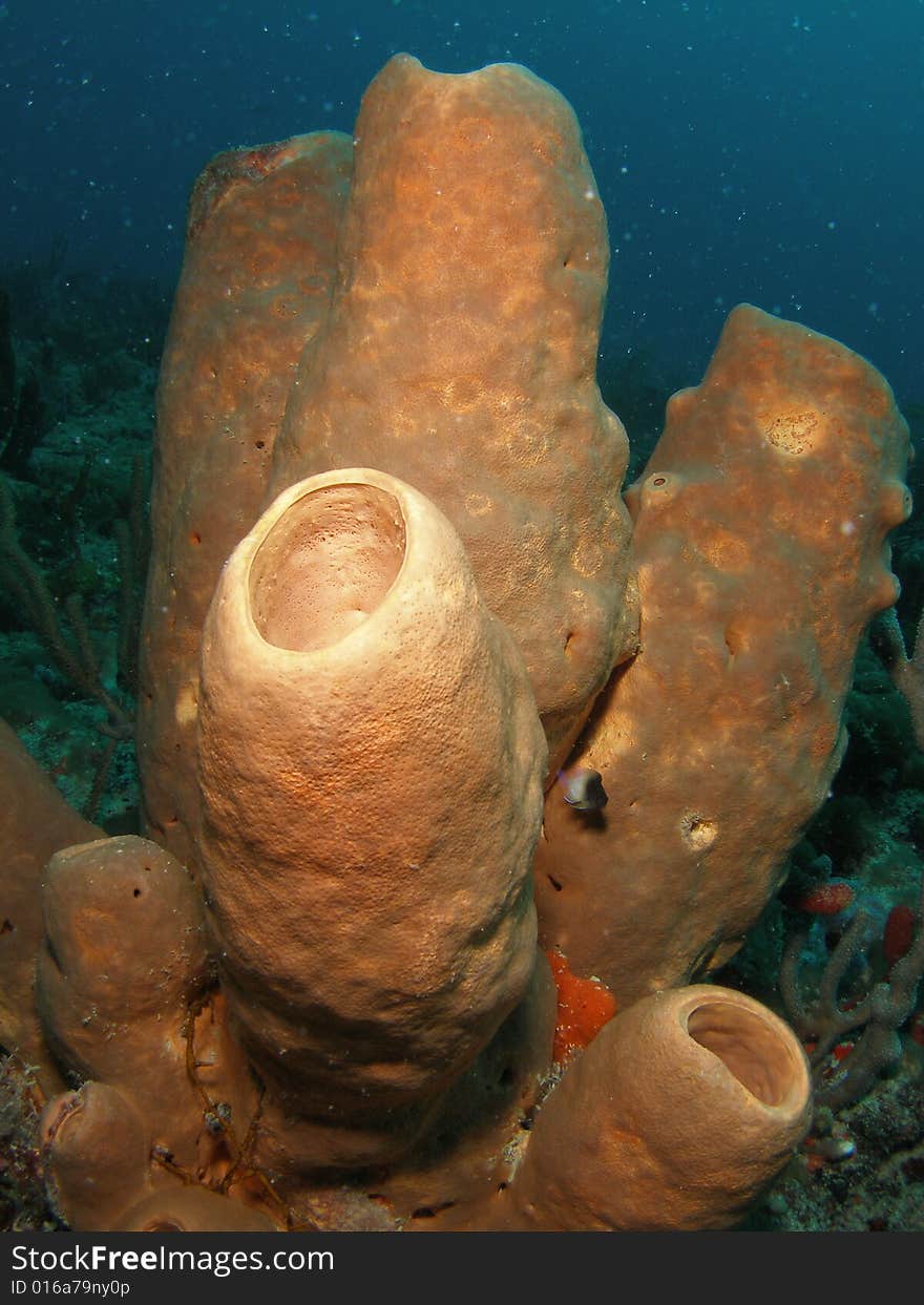 This brown tube sponge was taken at Turtle Ledge reef in south Florida. at 65 feet.