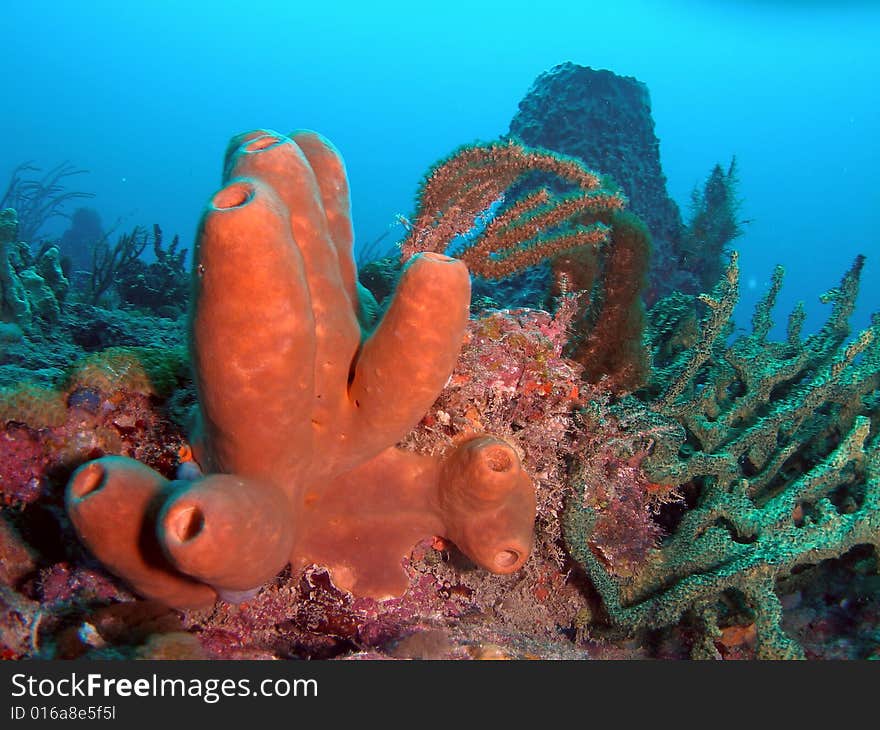 This brown tube sponge was taken at Lighthouse Ledge reef.