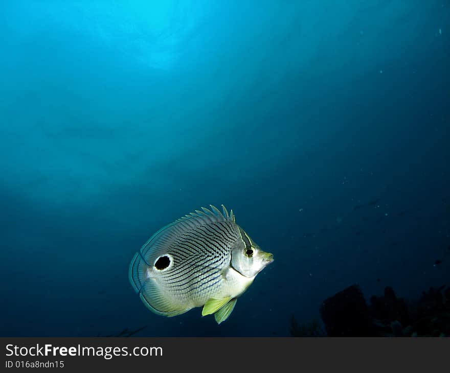 This foureye butterflyfish was taken with the blue surface above in about 55 feet on the lighthouse Ledge reef in Pompano beach, Florida