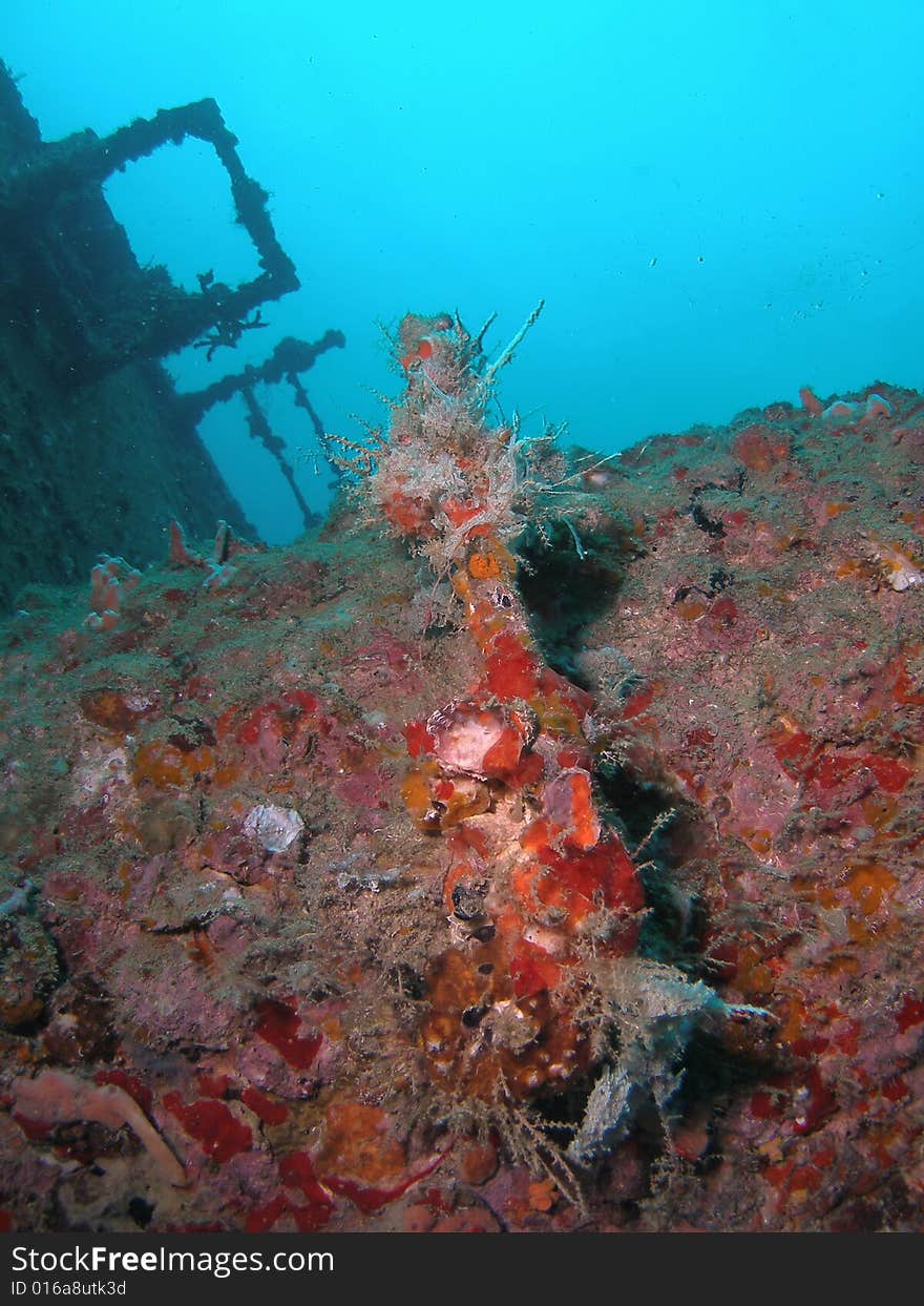 This is coral on the United Caribbean wreck in south Florida. This is coral on the United Caribbean wreck in south Florida.