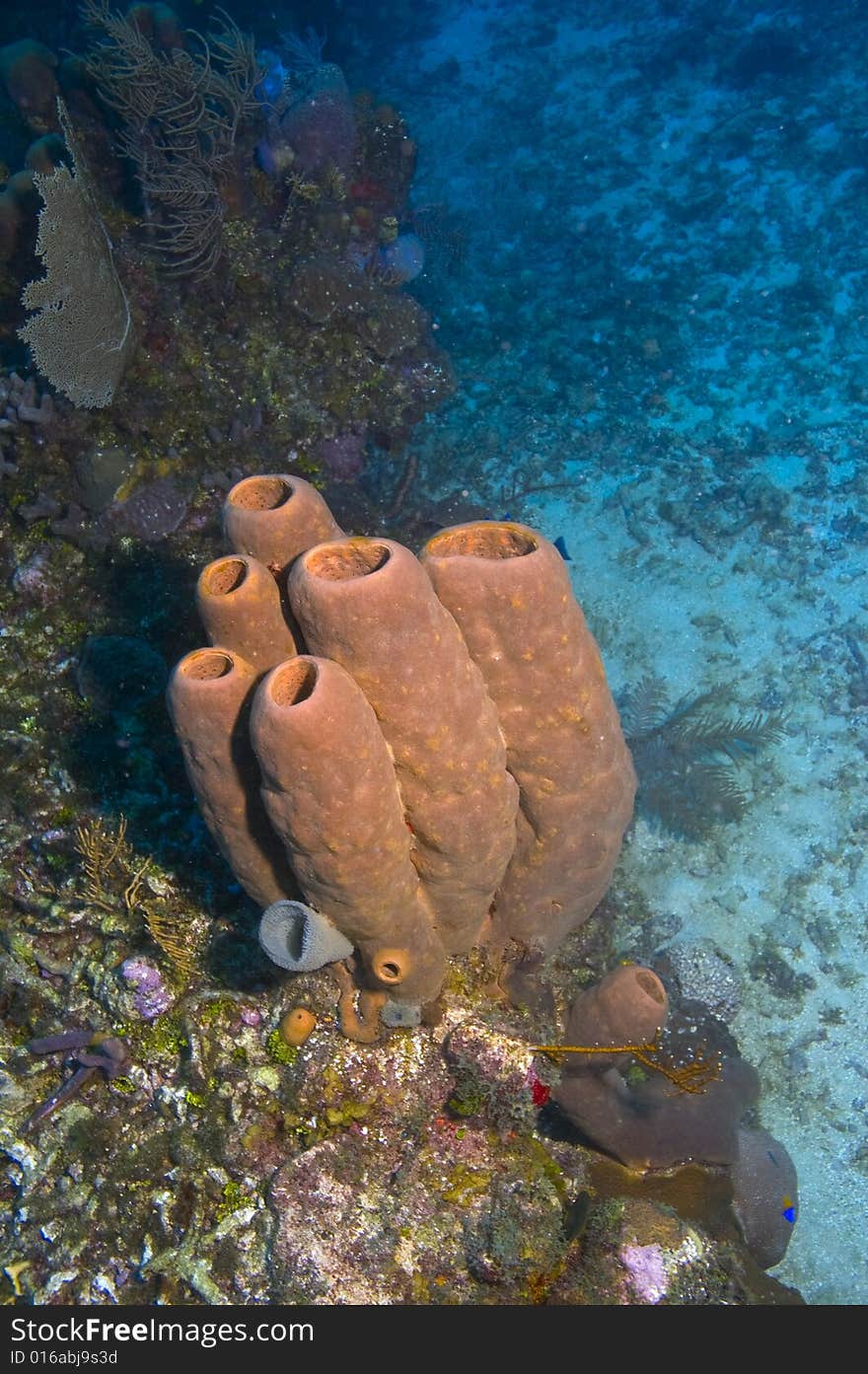 Group of caribbean sponges