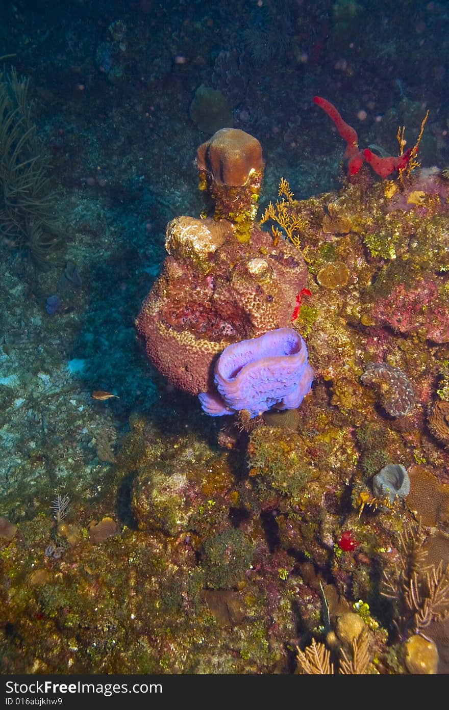 Purple barrel sponge on colorful coral reef in caribbean ocean near roatan