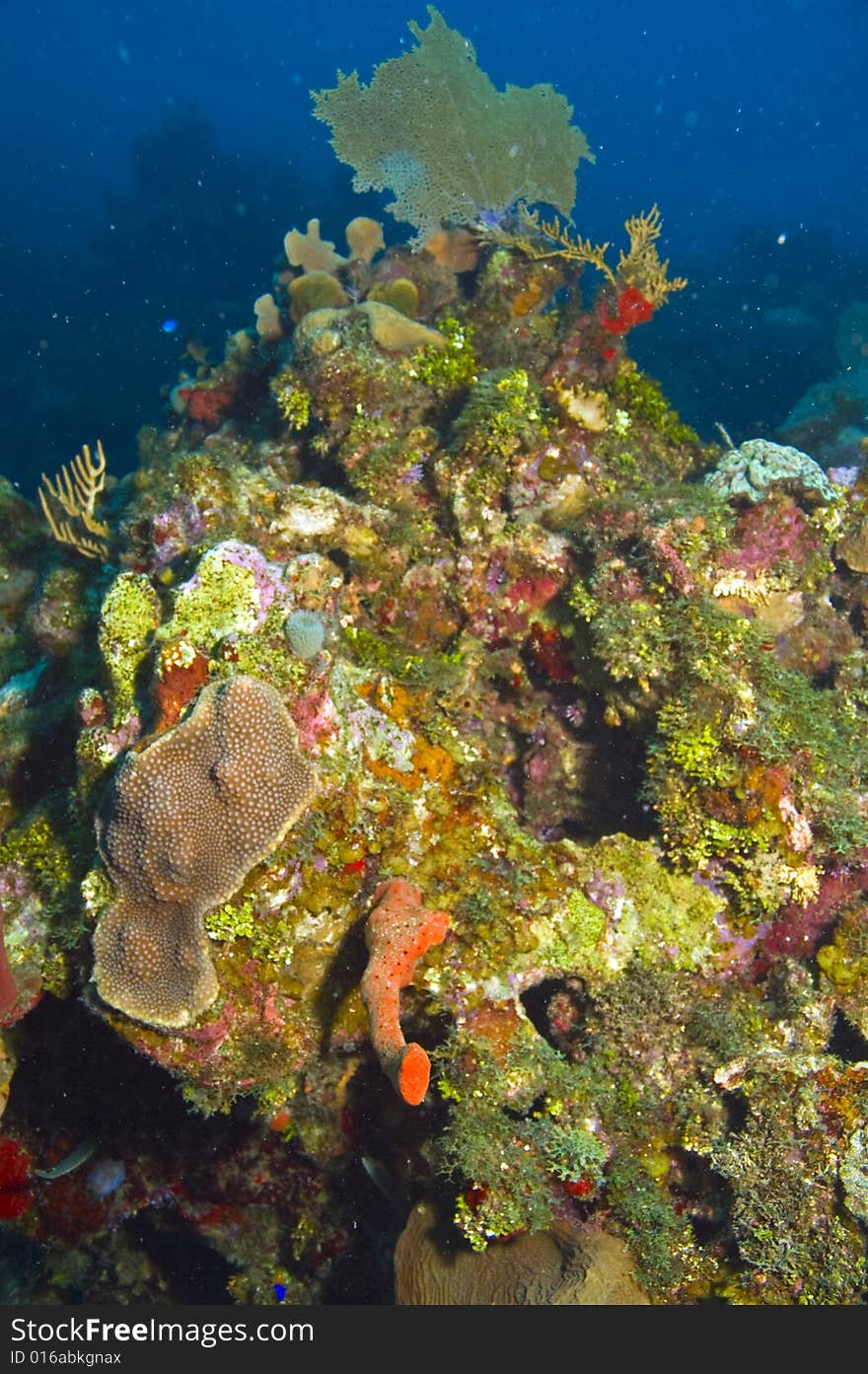 Section Of Coral Reef