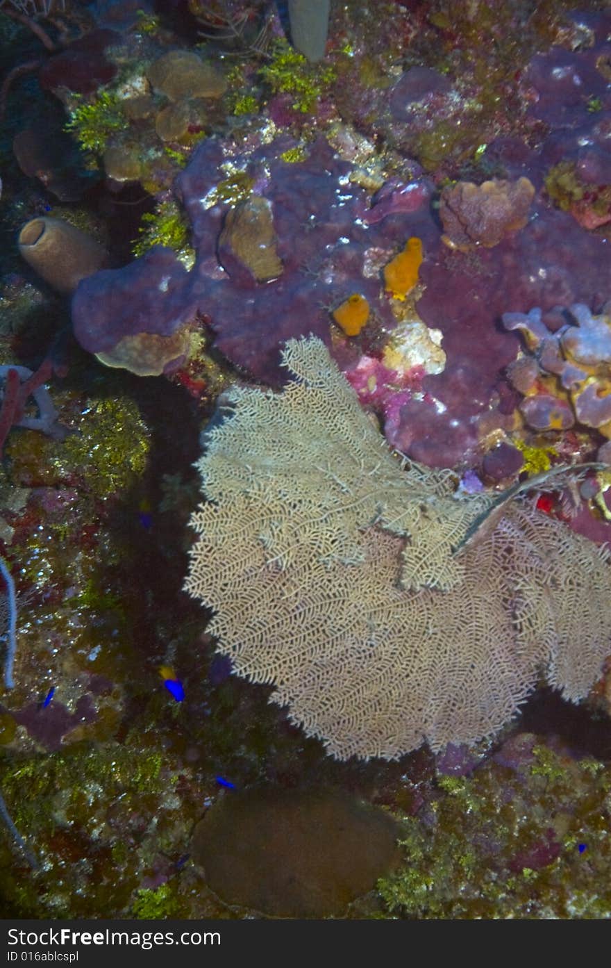 Large gorgonian sea fan on coral reef in caribbean ocean