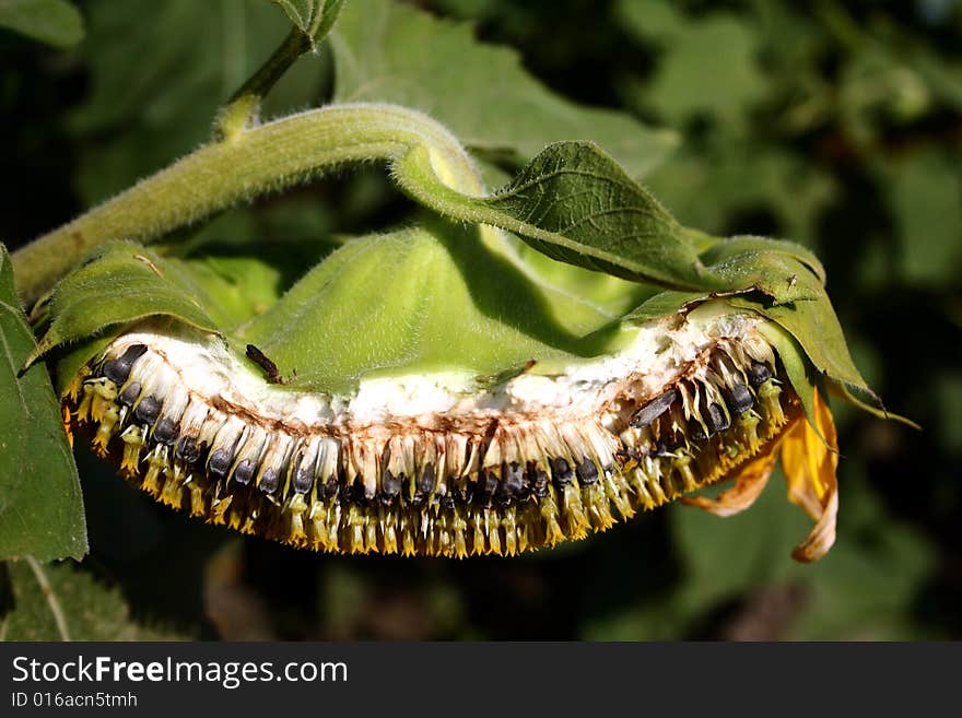 Cross-Section of a Sunflower