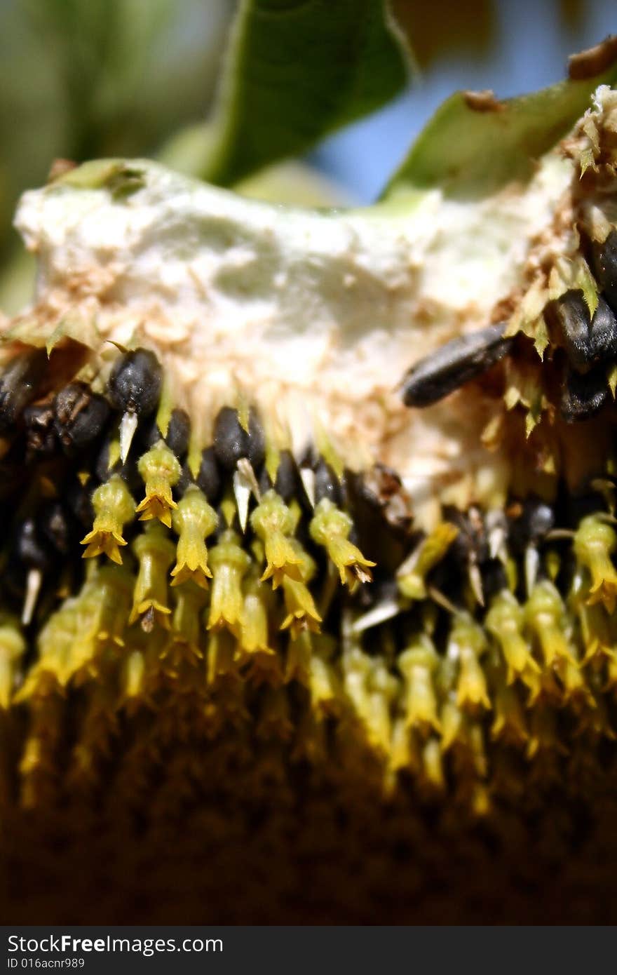 Close-up Cross-Section of a Sunflower