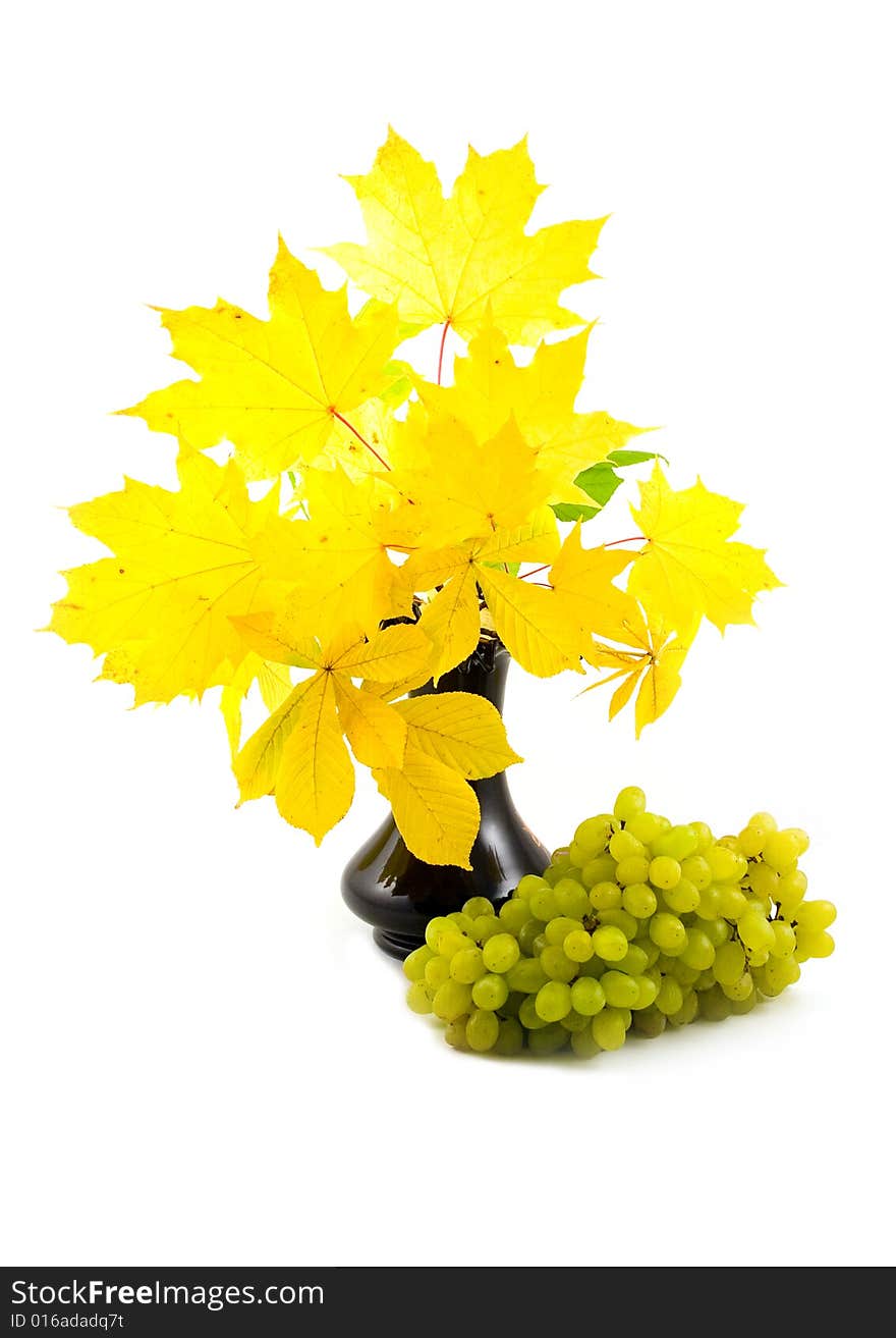 Green ripe grapes and black vase with bouquet autumn yellow branches chestnut and maple on white background