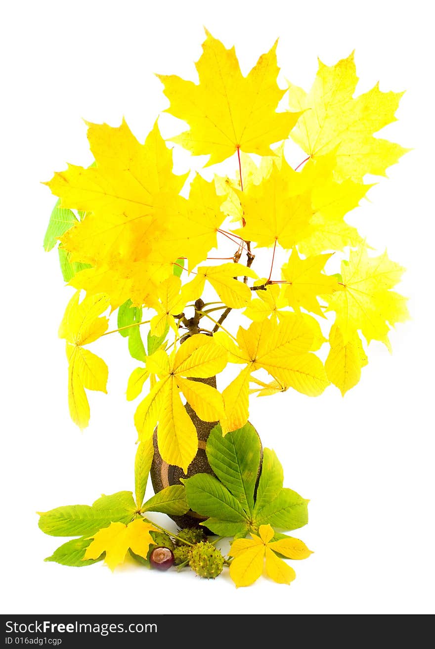 Maple with yellow bright leaves