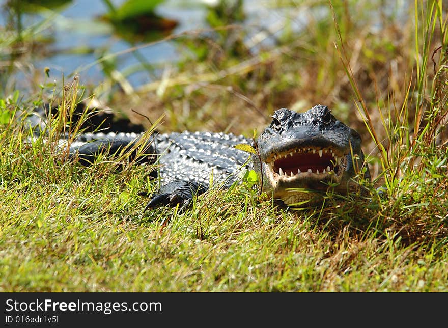 alligator in Ever Glade National Park. alligator in Ever Glade National Park.