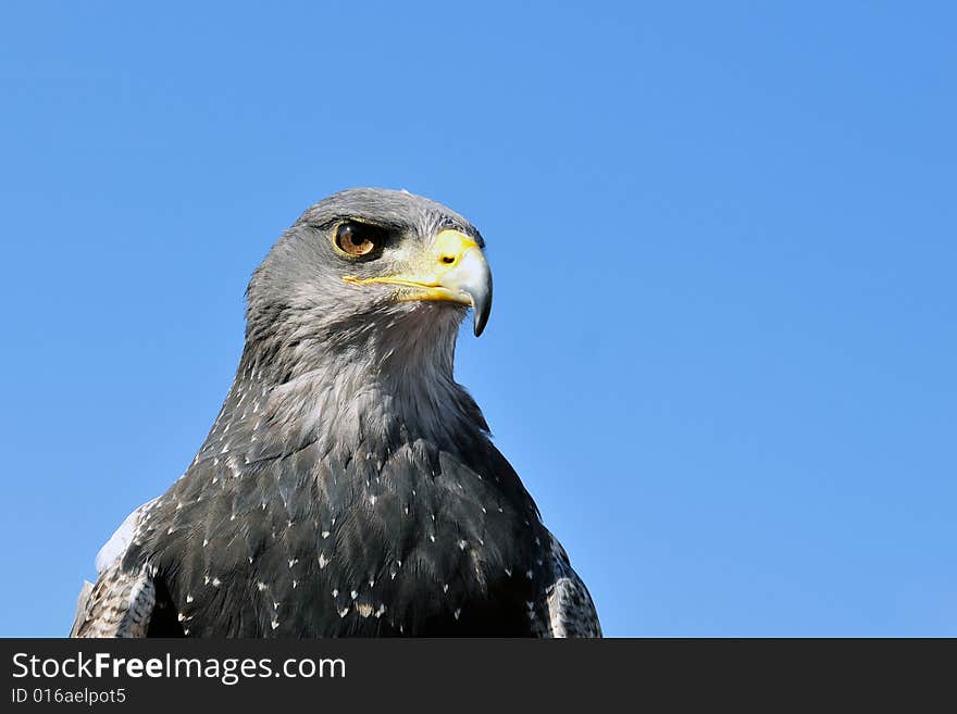 Eagle on a background of the light-blue sky