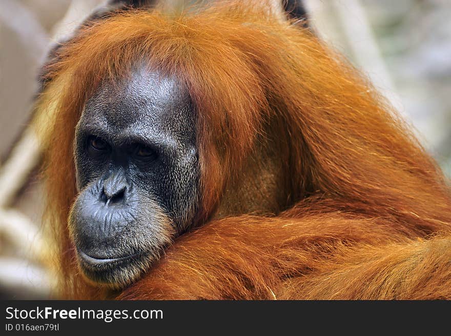 Portrait the sad orangutan in wildlife