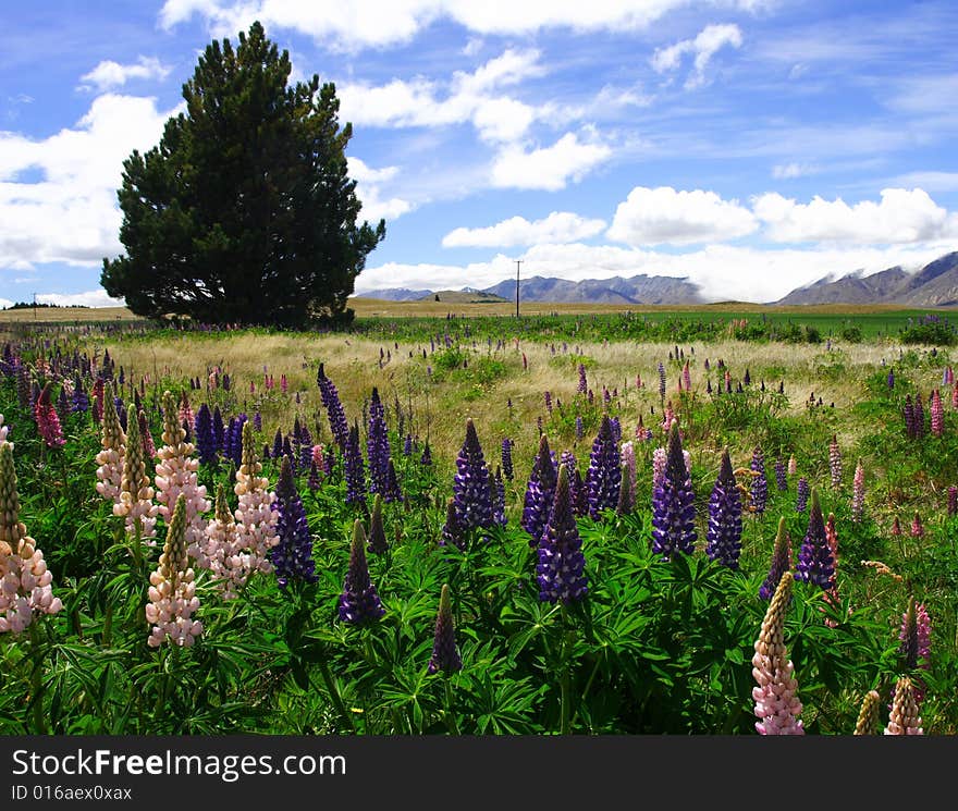 Lavenders in New Zealand, 200711, . Lavenders in New Zealand, 200711,