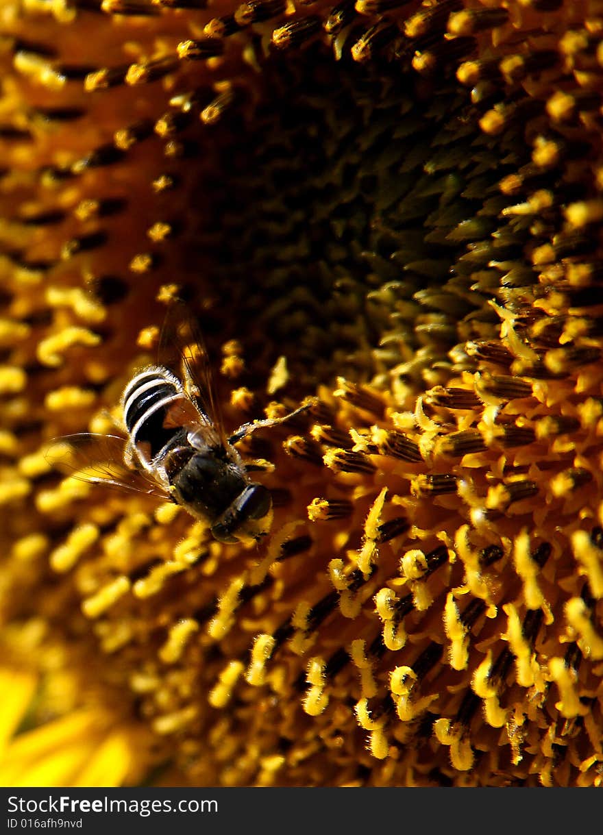 Sunflower s bees