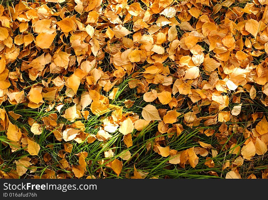 Autumn foliage with green grass. Autumn foliage with green grass