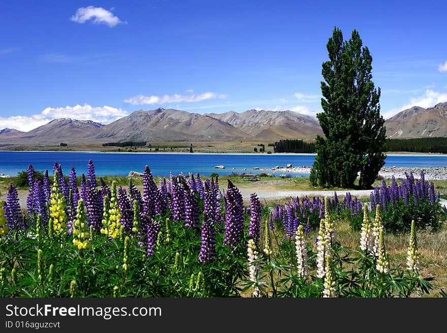 Lavender by lake Tekapo (3)