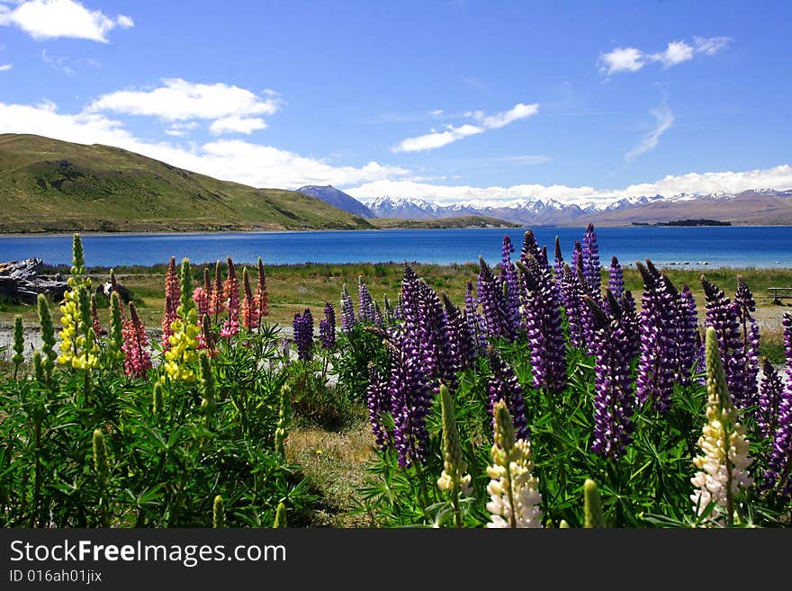 Lavender by lake Tekapo (4)