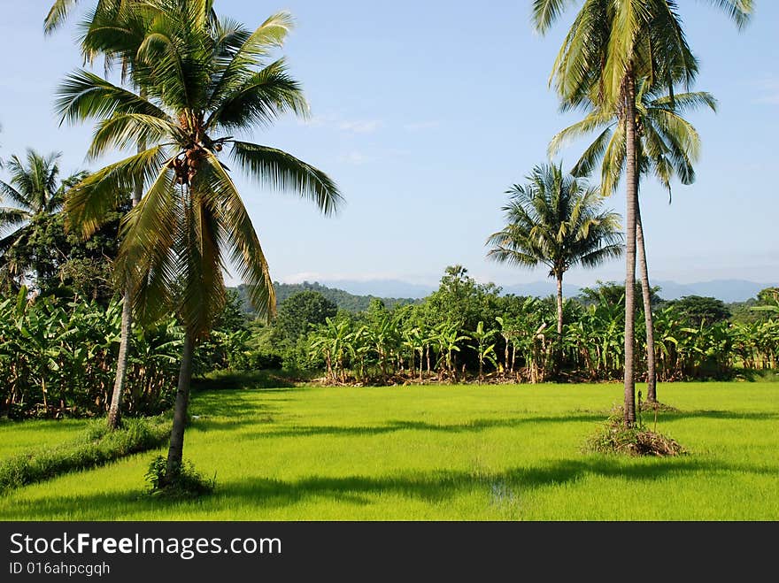 A tropical field in Thailand, with rice plants, banana trees and coconut palms.