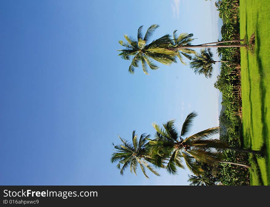 A tropical field in Thailand, with rice plants, banana trees and coconut palms set against an intensely blue sky. A tropical field in Thailand, with rice plants, banana trees and coconut palms set against an intensely blue sky.