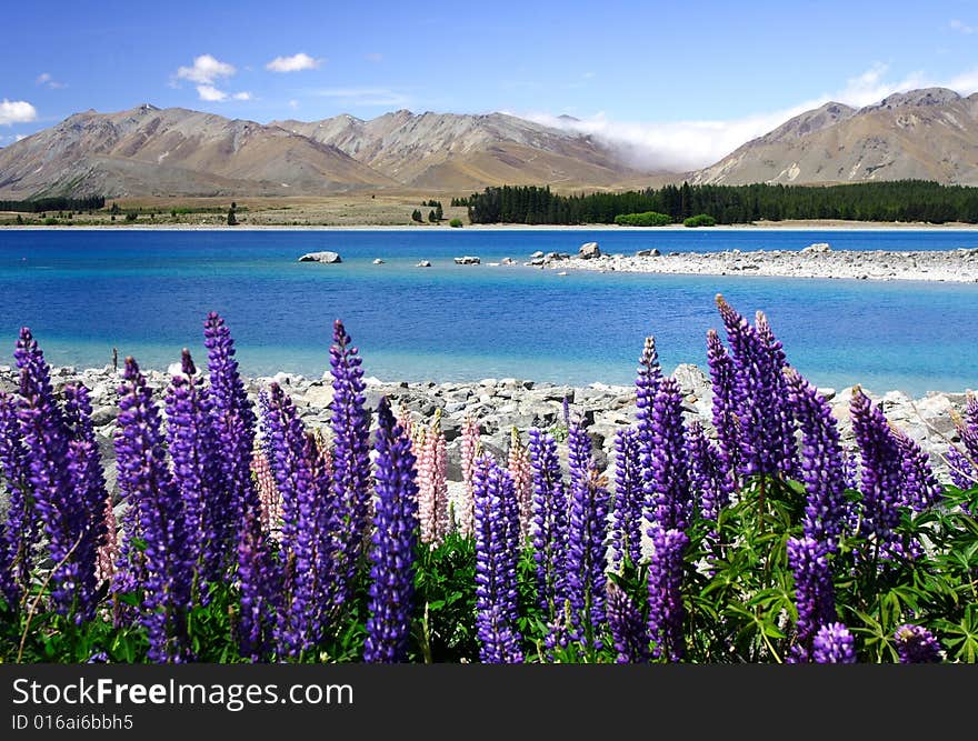 Lavender by lake Tekapo (6)