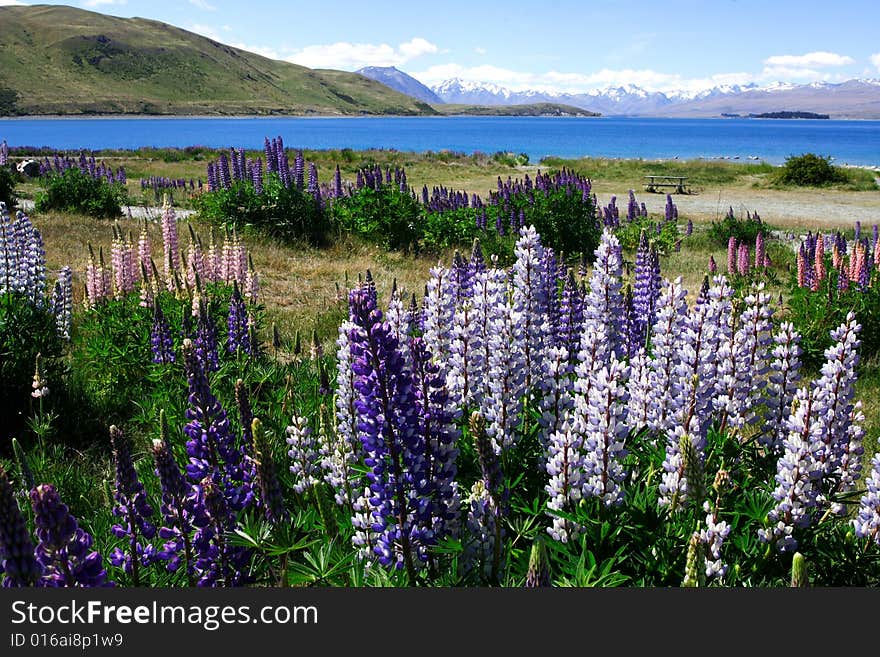 Lavender by lake Tekapo (7)