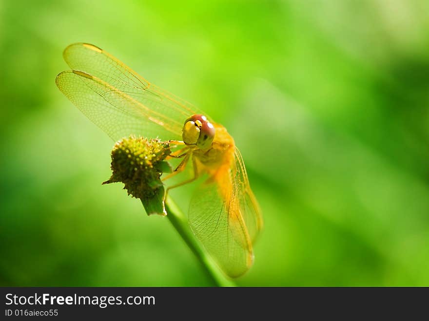 Macro shot of a dragonfly stationary upon a stalk, as though smilling at the camera. Macro shot of a dragonfly stationary upon a stalk, as though smilling at the camera