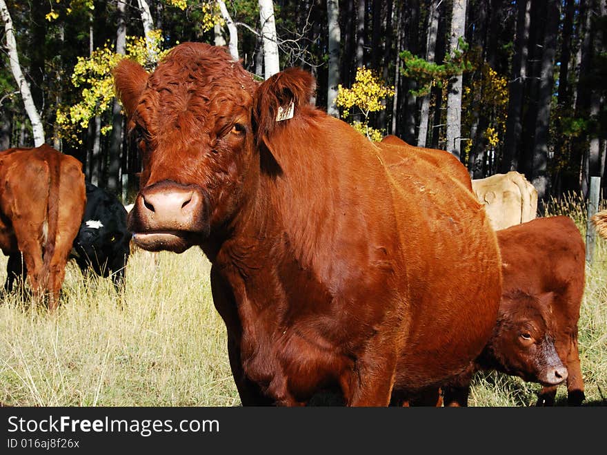 Funny Expression Of A Cow