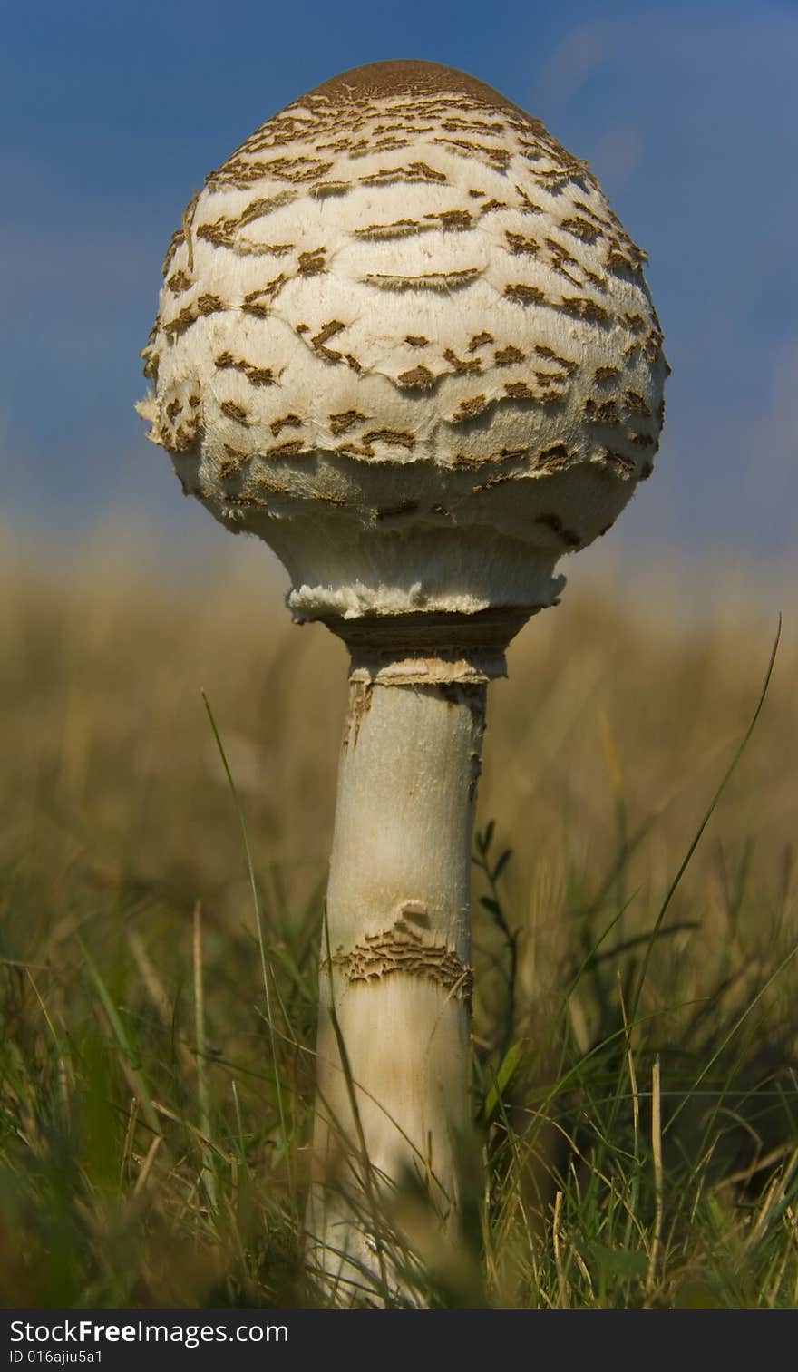 Mushroom