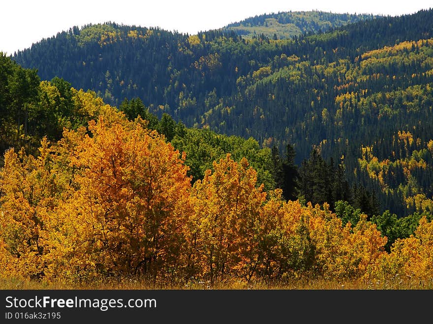 Beautiful color of autumn in Sheep river valley Provincial park Alberta Canada