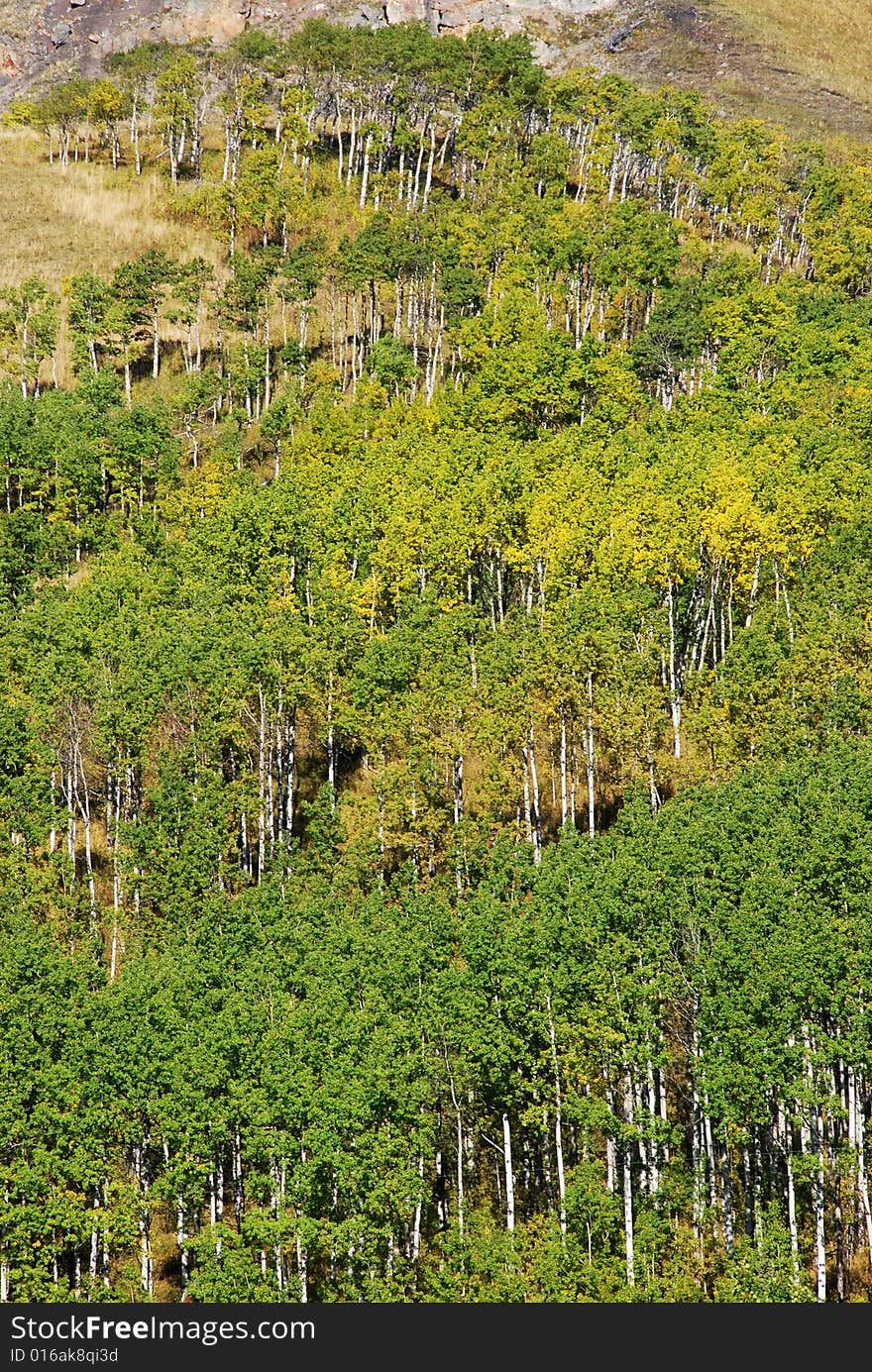 Sheep River Valley in Autumn