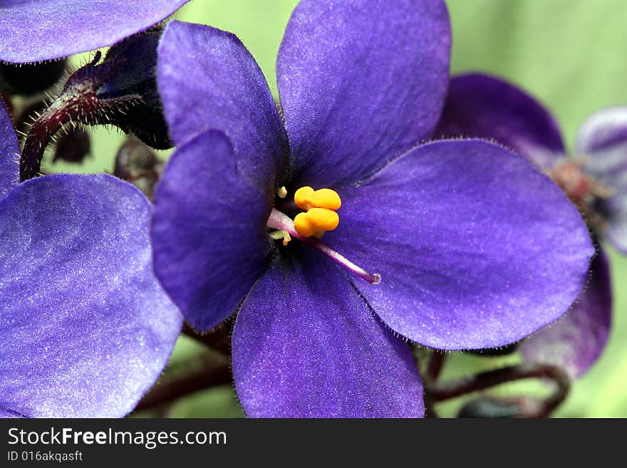 Detail of an blue flower