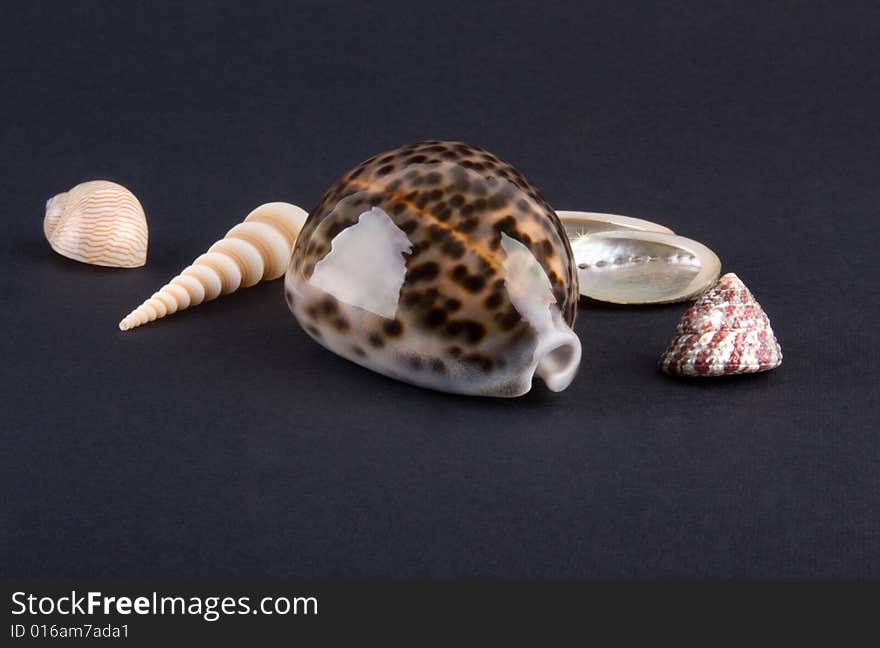 Sea shells close-up isolated on dark background